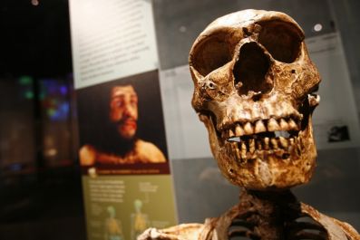 An exhibit is seen a the Bernard Spitzer Hall of Human Origins at the American Museum of Natural History in New York