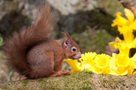 Red squirrel with leprosy