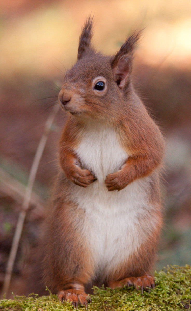 Red squirrel mild leprosy lesions