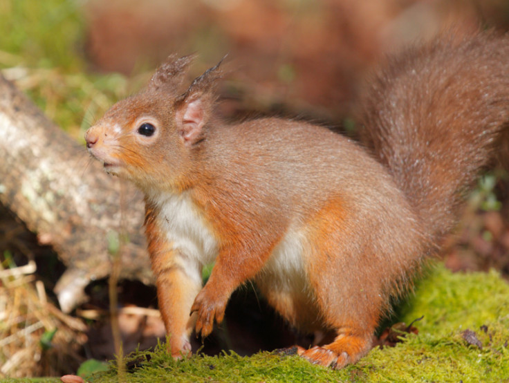 Red squirrel mild leprosy lesions
