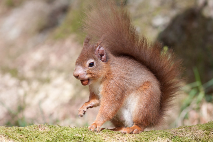 Red squirrel leprosy ear muzzle