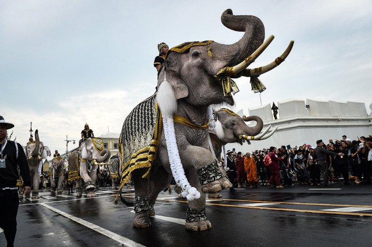  Thailand elephants 