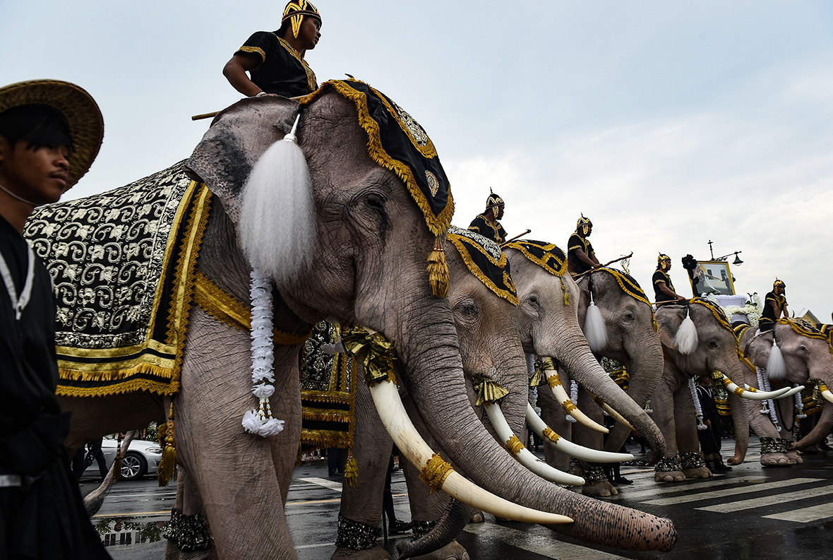  Thailand elephants 