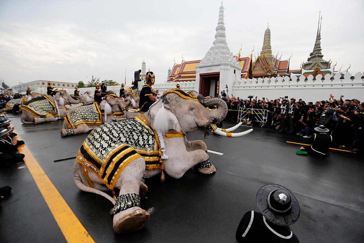  Thailand elephants 