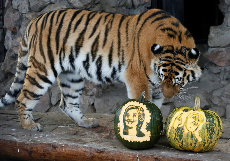 Animals pick US election winner