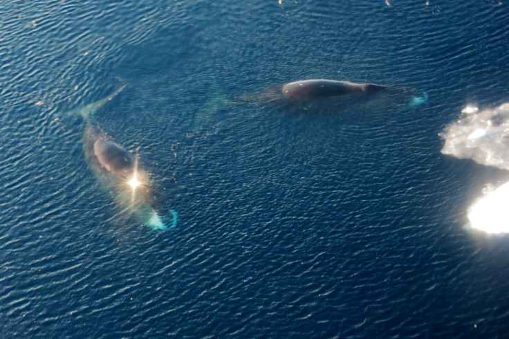 bowhead whale