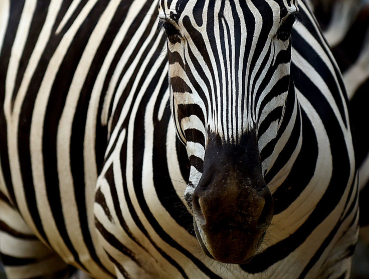 Zebra