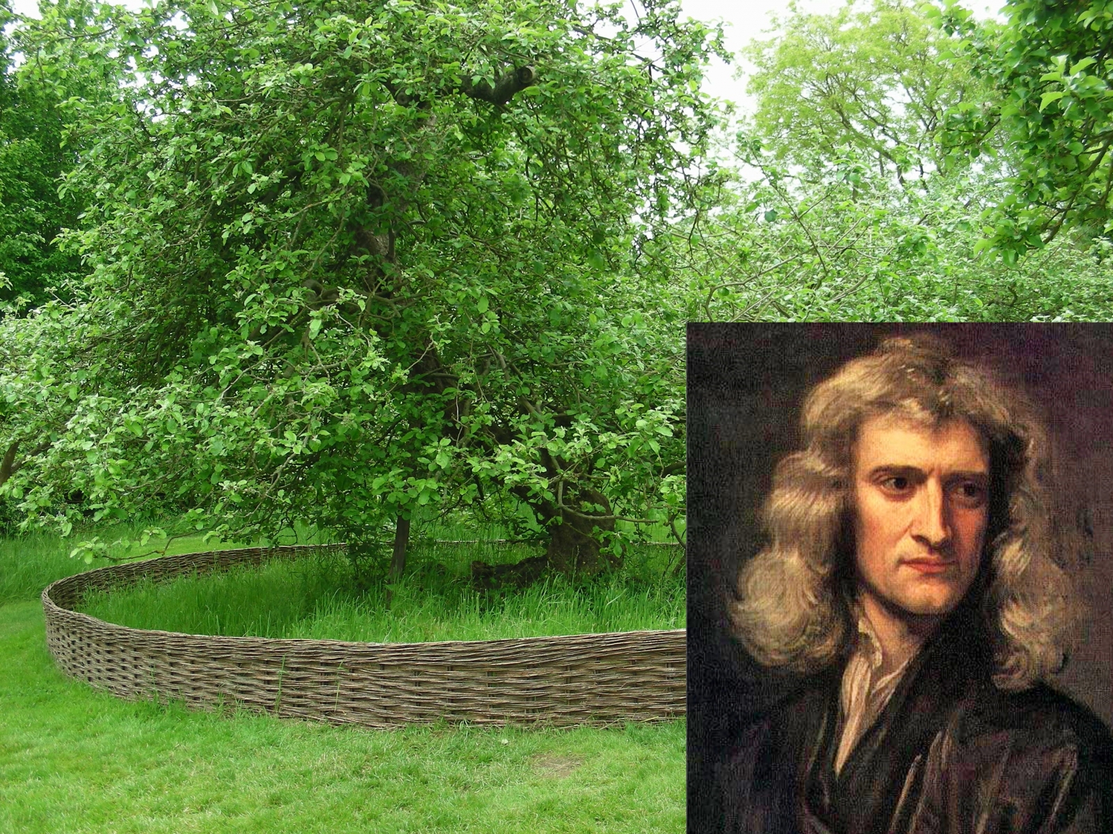 Исаак Ньютон и дерево
