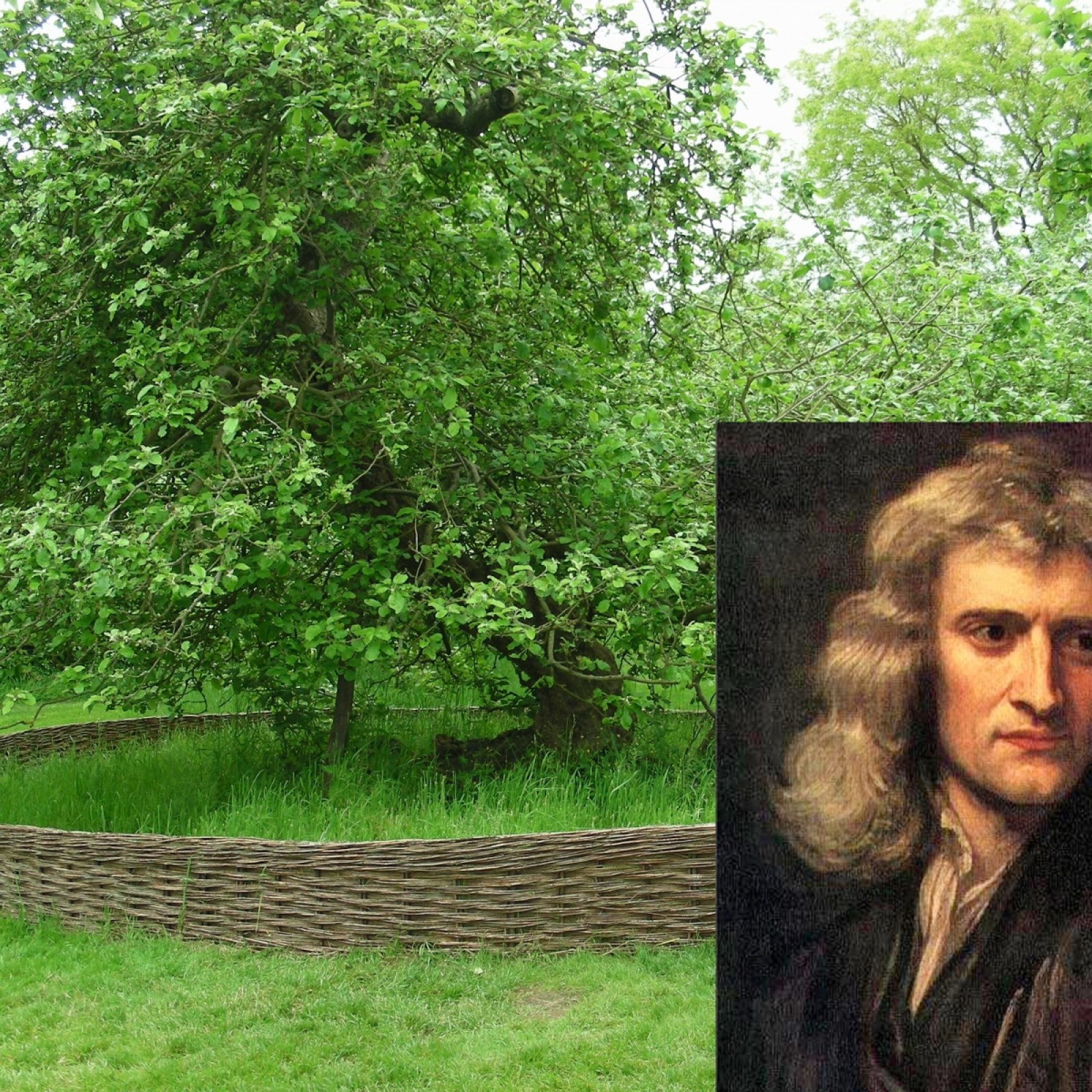 Newton Apple Gravity Story