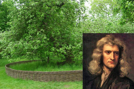 Isaac Newton apple tree