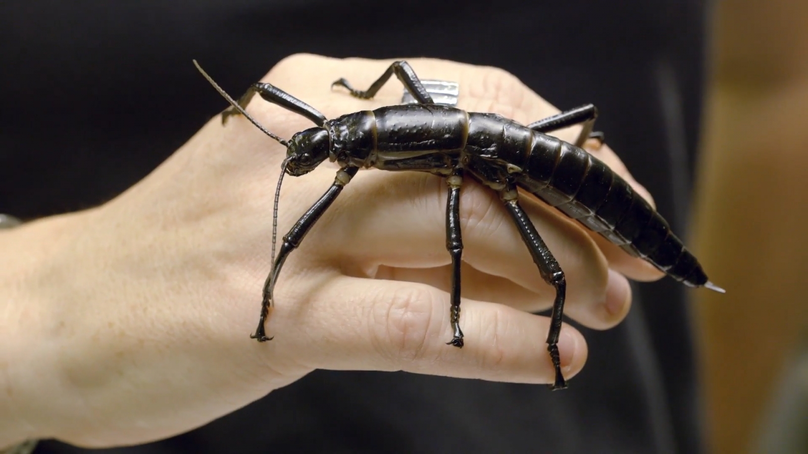 Lord Howe Island Stick Insect San Diego Zoo Now Breeding Rarest Insect 