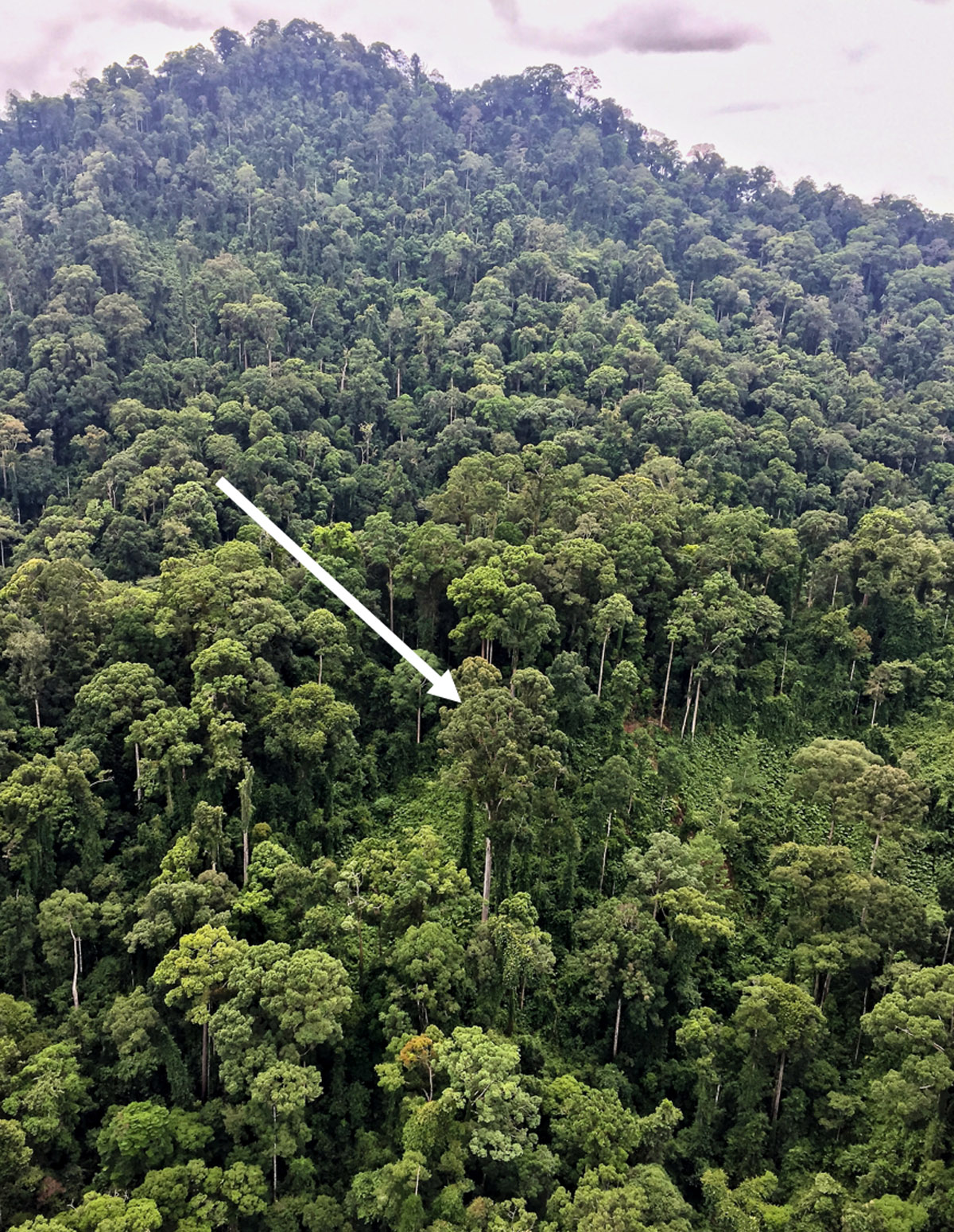 World's tallest tropical tree found in remote jungle of Borneo