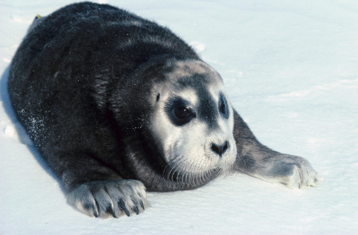Bearded seal pup