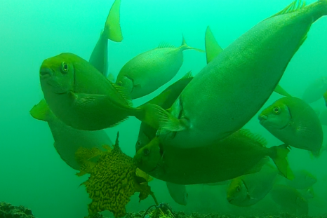 Fish devour kelp forest
