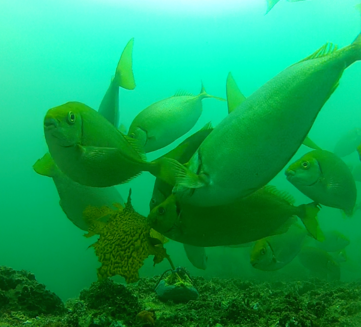 Fish devour kelp forest