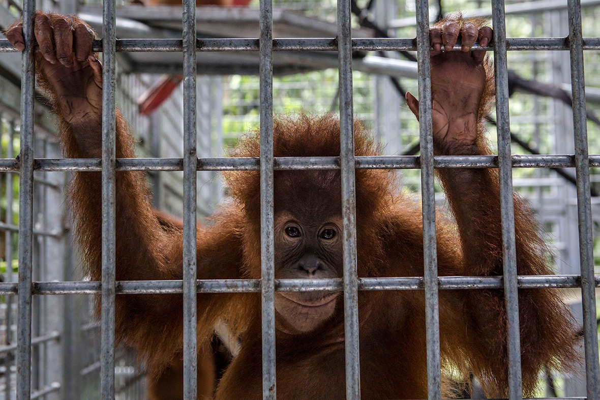 orangutans Indonesia deforestation