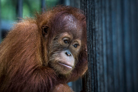 orangutans Indonesia deforestation