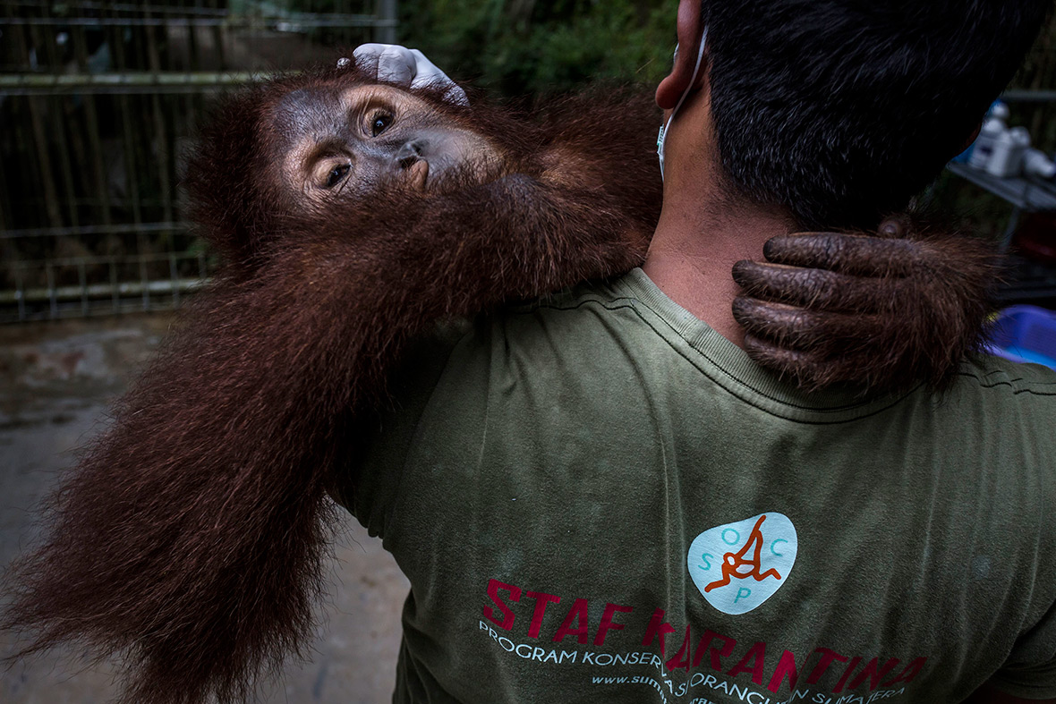 orangutans Indonesia deforestation