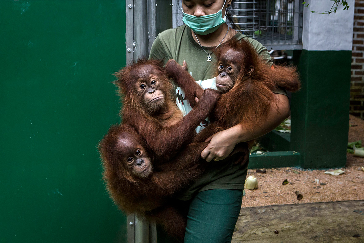 orangutans Indonesia deforestation