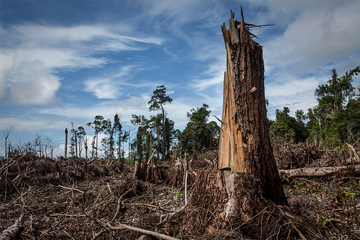 orangutans Indonesia deforestation