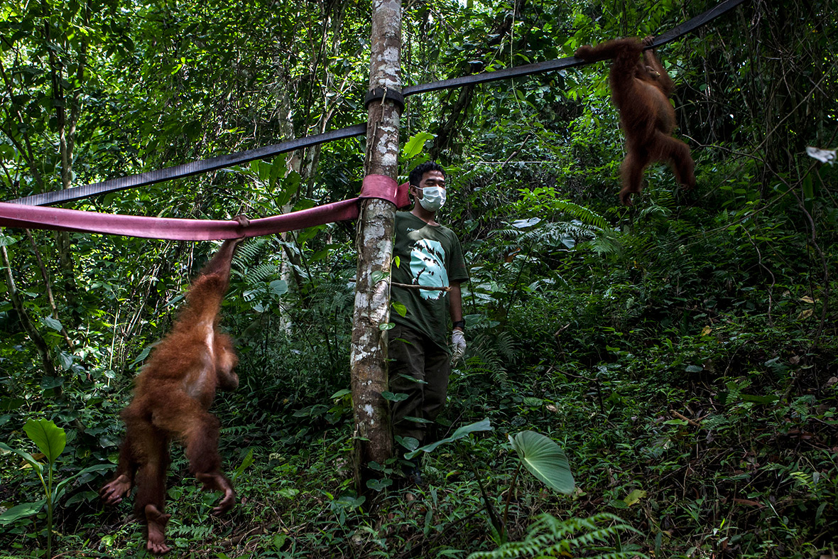 orangutans Indonesia deforestation