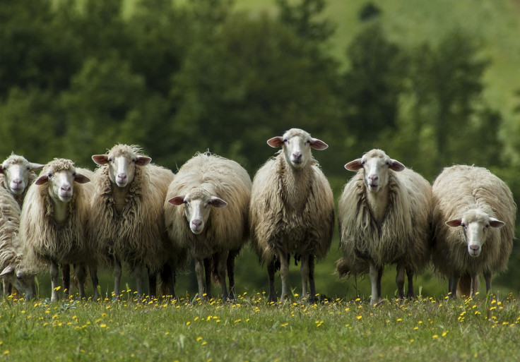 Mediterranean sheep