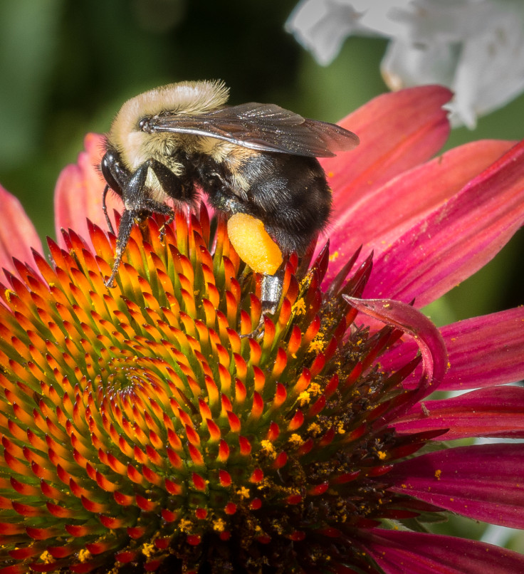 Bee on flower