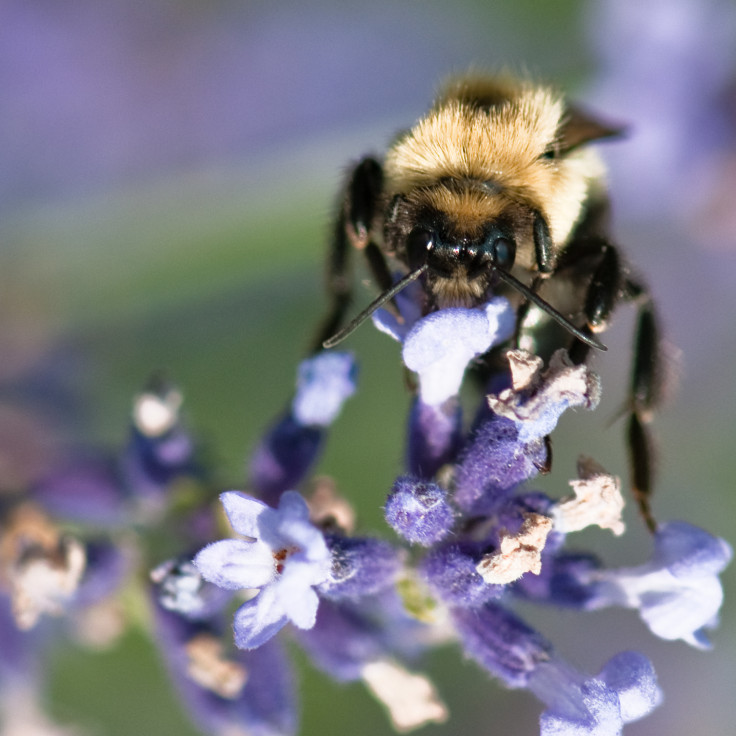 Bee on flower