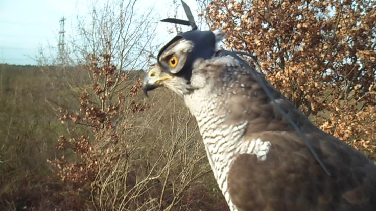 Shinta the goshawk