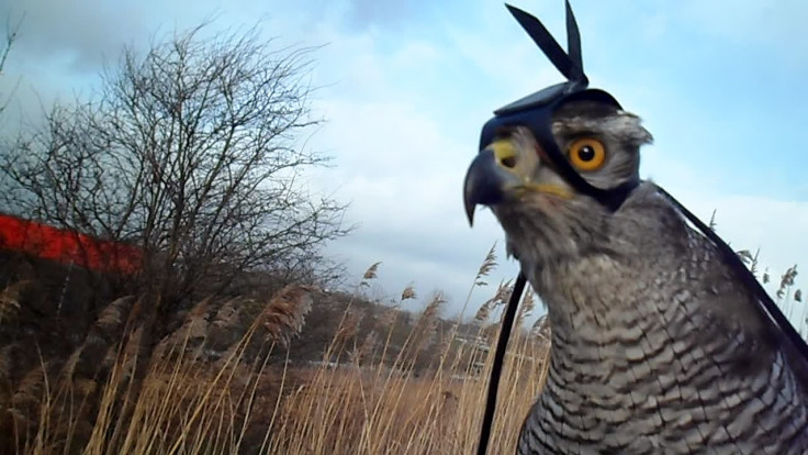 Shinta the goshawk