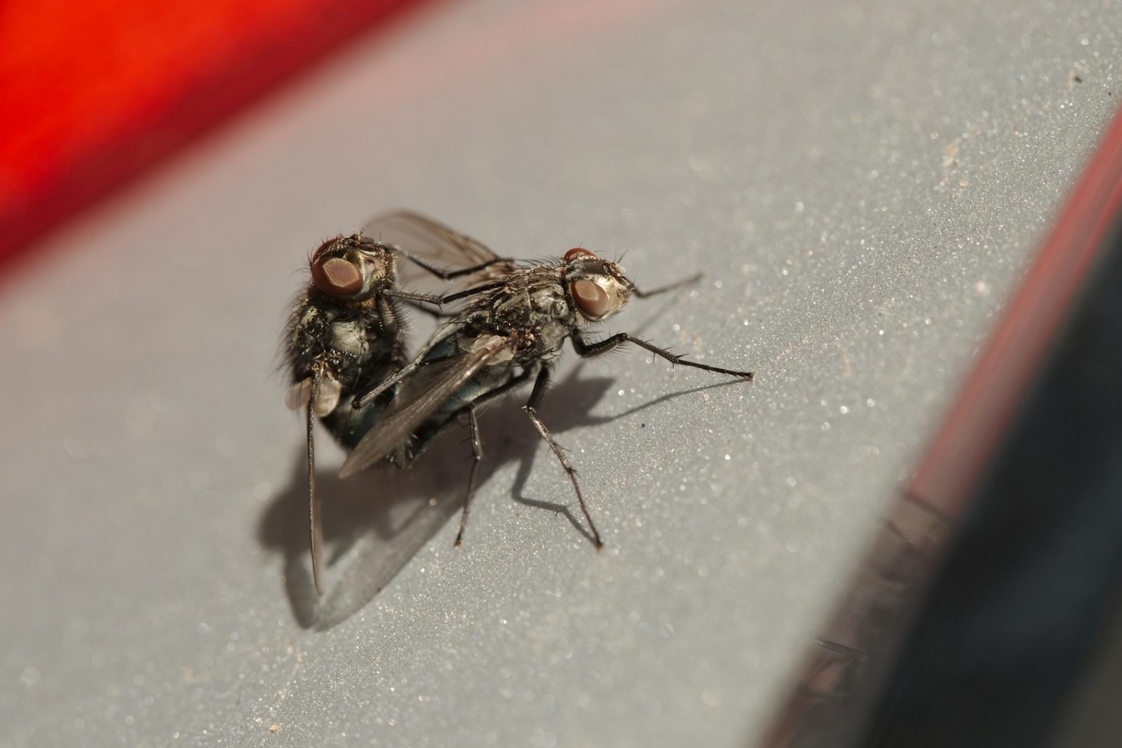 Flies Sex 29