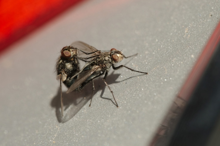 Flies having sex