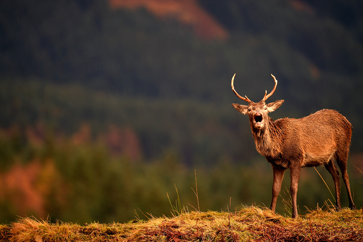 Scottish red deer