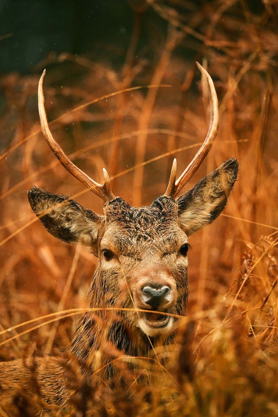 Scottish red deer