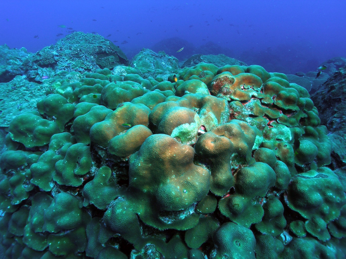 Coral history Coral history