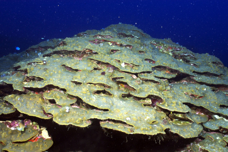 Coral history