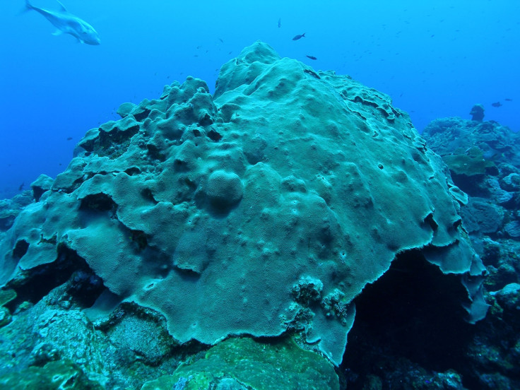 Coral history