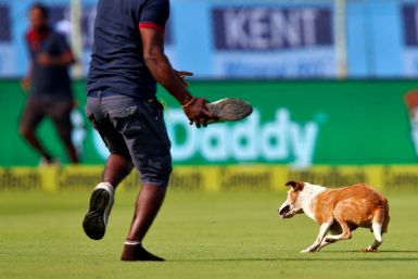 India vs England dog