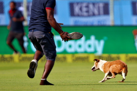 India vs England dog