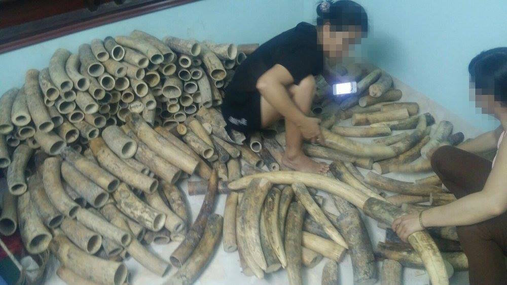 Elephant ivory for sale Elephant ivory for sale