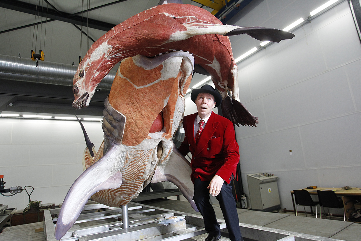 Body Worlds Gunther Von Hagens Plastination Of Human Bodies Body Worlds Gunther Von Hagens Plastination Of Human Bodies