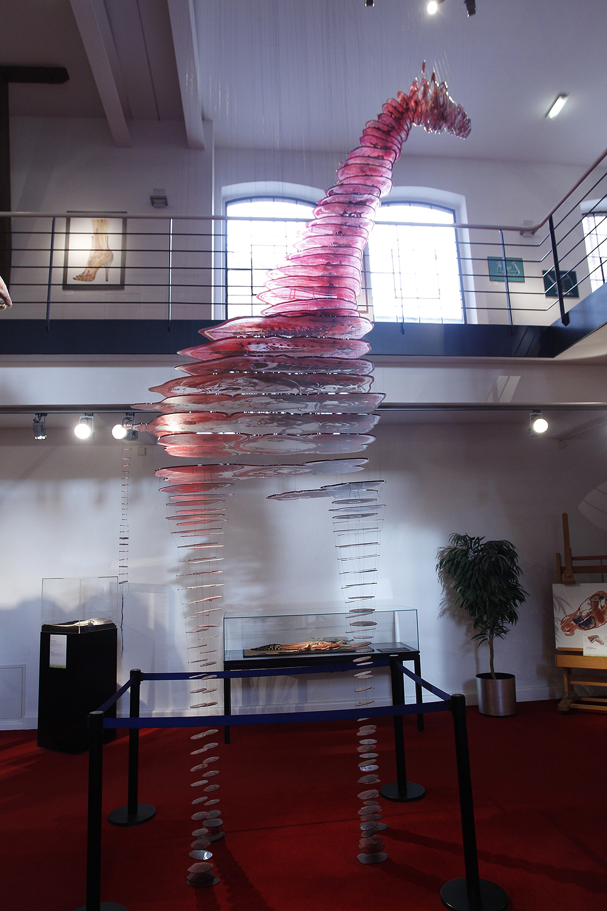 Body Worlds Gunther von Hagens' plastination of human bodies