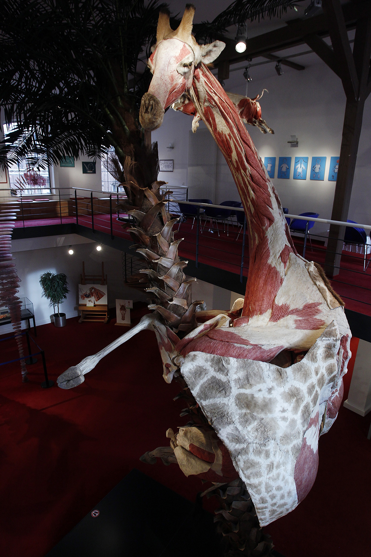 Body Worlds Gunther von Hagens' plastination of human bodies