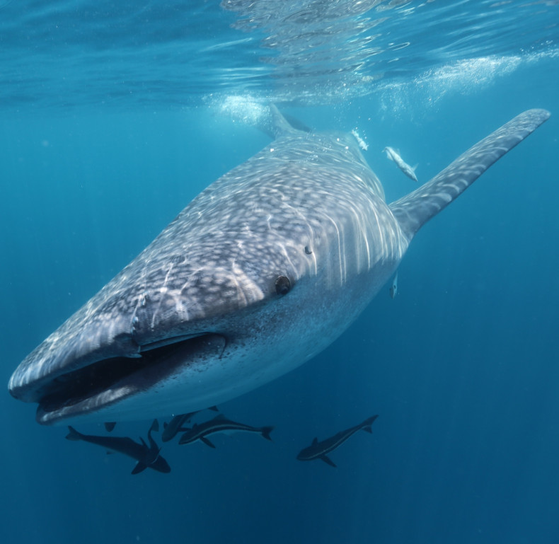 Whale shark