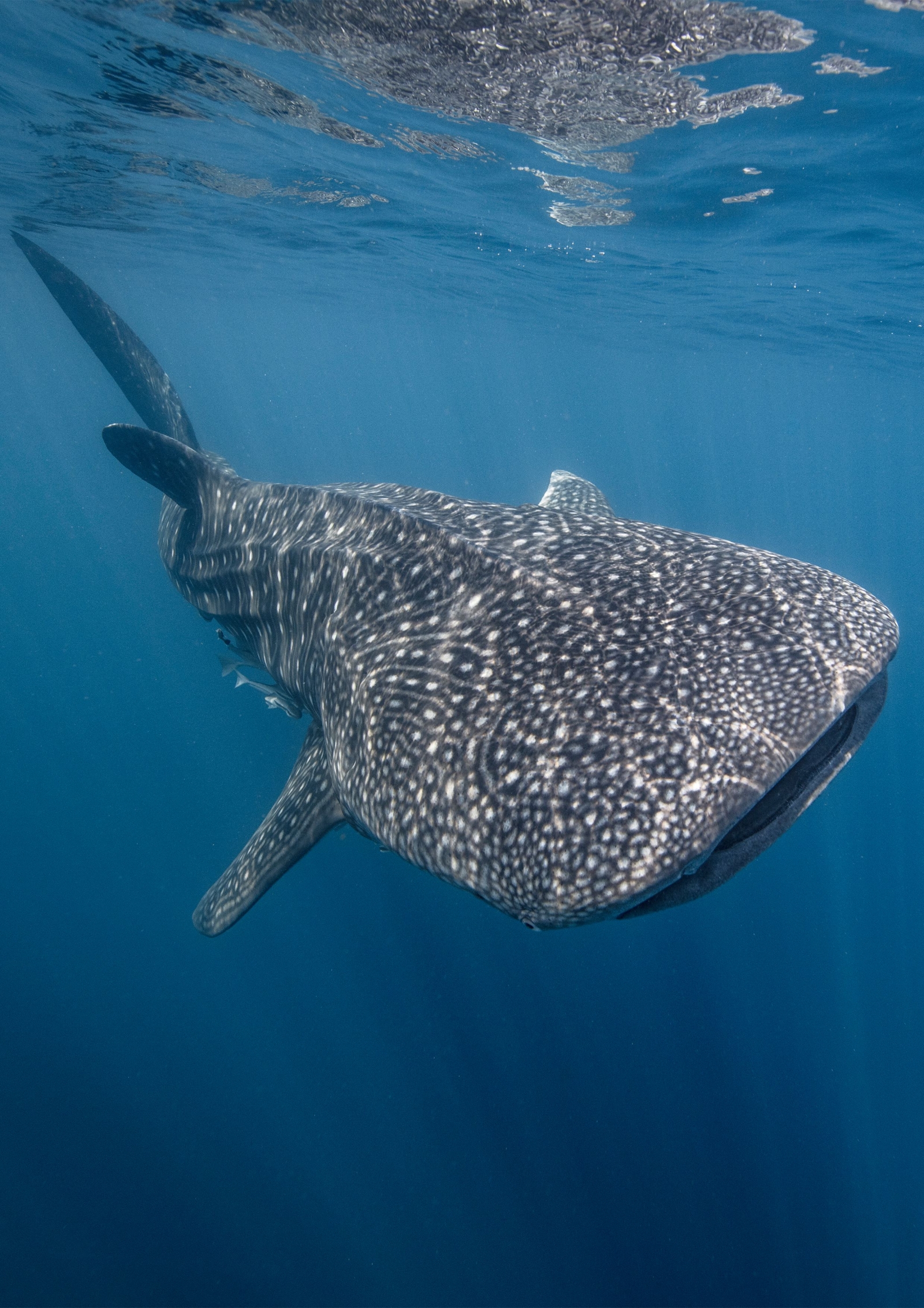 Whale shark Endangered species tracked by environmental DNA in seawater