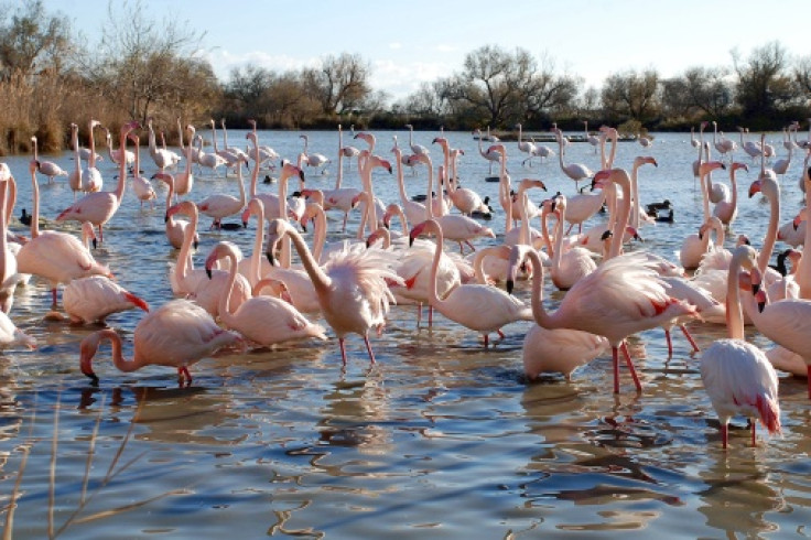 flamingo sexual displays