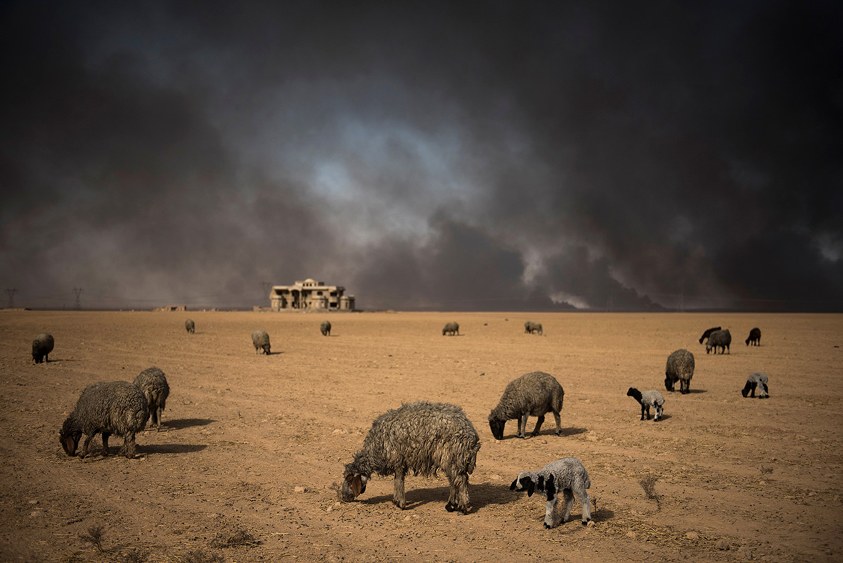 Mosul oil fields Isis