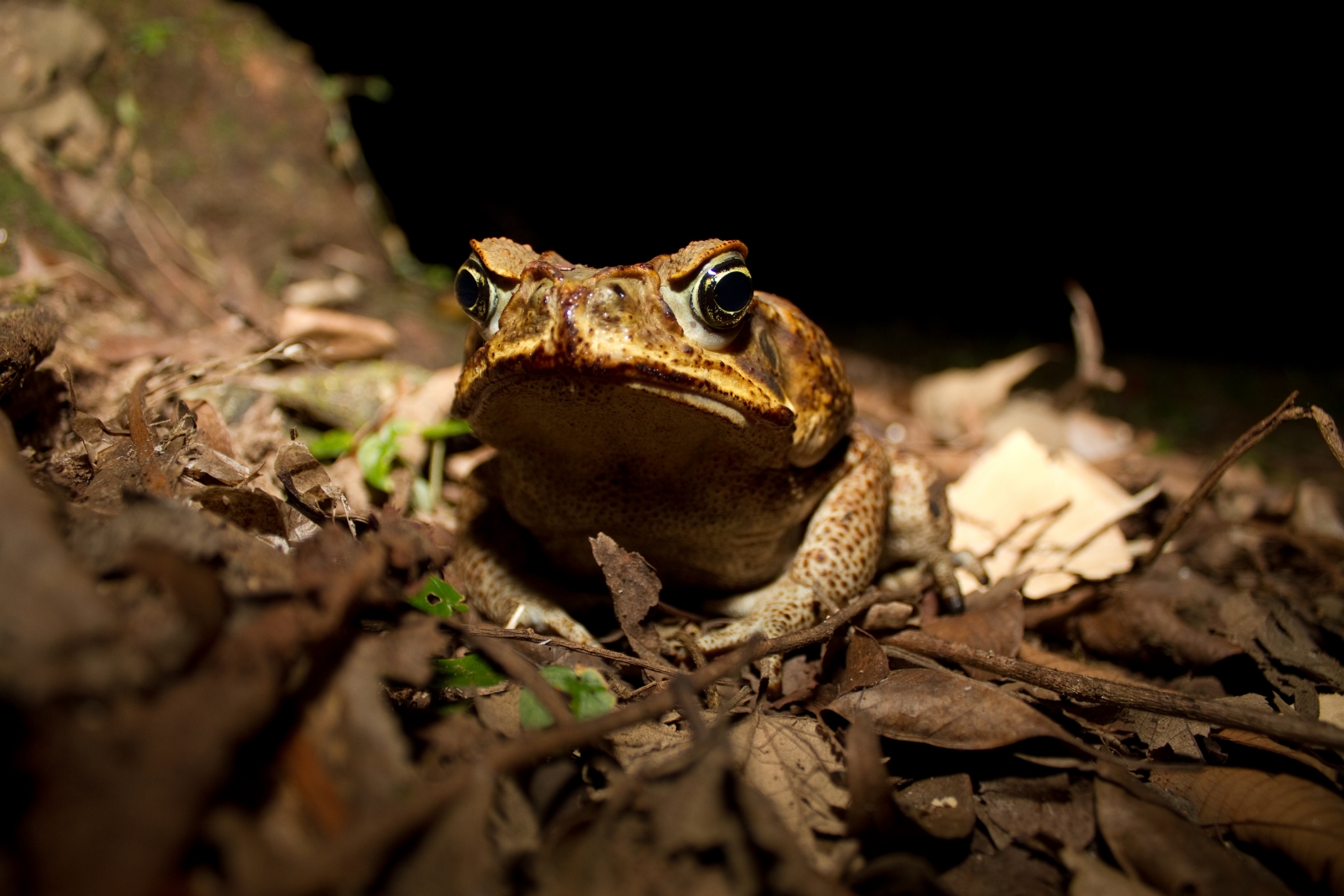 invasive-species-harm-wildlife-and-the-environment-but-post-truth