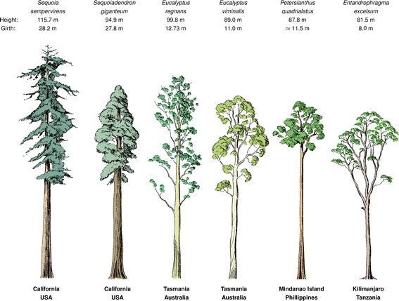 biggest trees