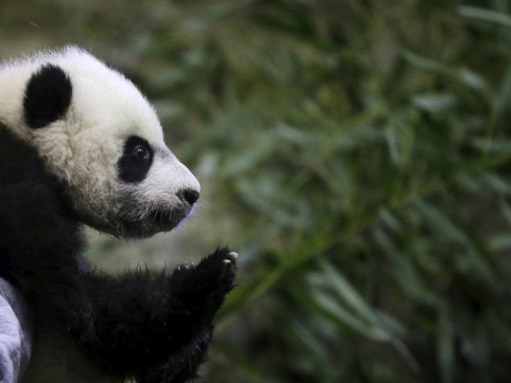 Bei Bei panda